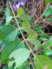 Millettia