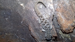 Phyllodactylus homolepidurus