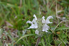Pedicularis cheilanthifolia