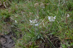 Pedicularis cheilanthifolia