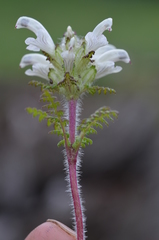 Pedicularis cheilanthifolia
