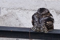 Caprimulgus jotaka