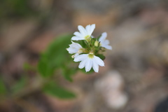 Scaevola albida