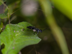 Dolichurus