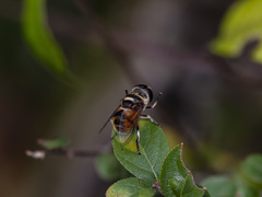 Phytomia