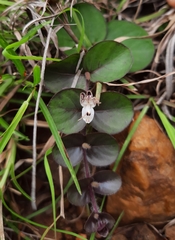Andrographis serpyllifolia