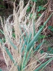 Phragmites australis image