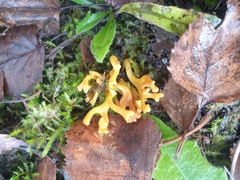 Clavulinopsis corniculata