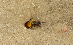 Philanthus triangulum diadema