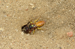Philanthus triangulum diadema