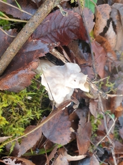 Helvella crispa