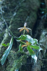 Arachnis clarkei