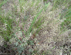 Schivereckia podolica