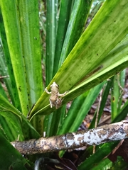Guibemantis liber