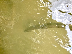 Anguilla dieffenbachii