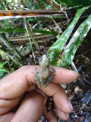 Guibemantis liber