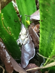 Guibemantis liber