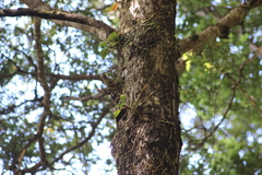 Drymoanthus adversus