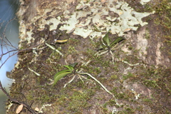 Drymoanthus adversus