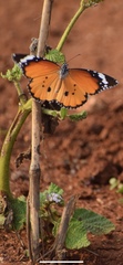 Danaus chrysippus
