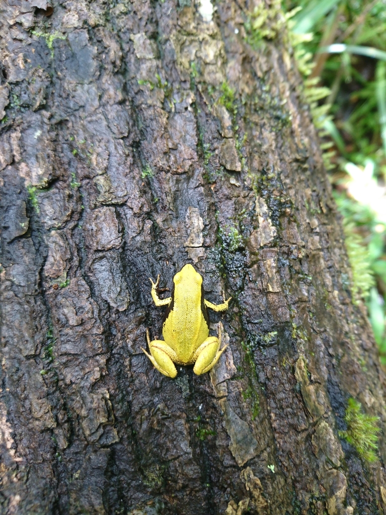 Eastern Golden Frog