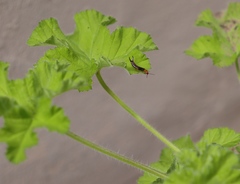Forficula senegalensis