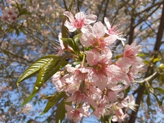 Prunus cerasoides