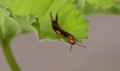 Forficula senegalensis