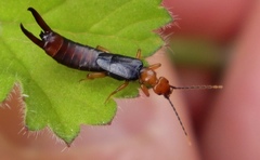 Forficula senegalensis