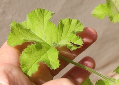 Forficula senegalensis