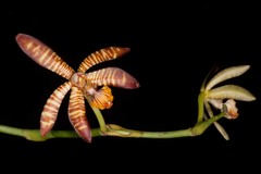 Arachnis clarkei