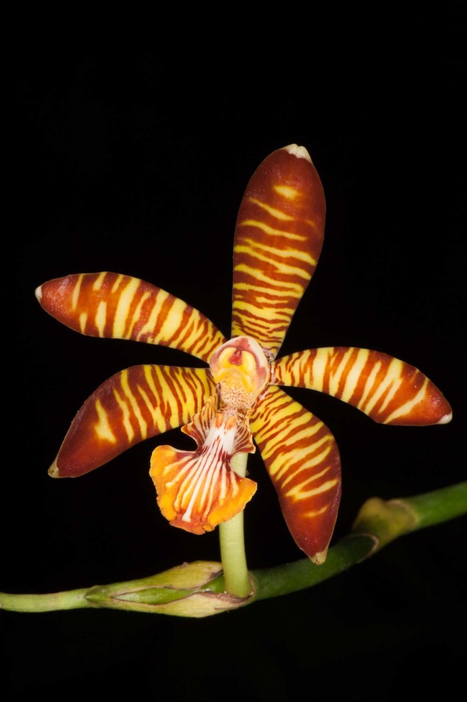 Arachnis clarkei (Arachnis clarkei)