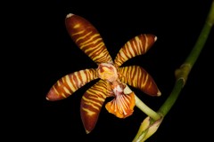 Arachnis clarkei
