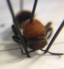 Dasymutilla quadriguttata