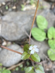 Epilobium nerteroides