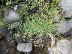 Epilobium nerteroides
