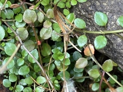 Epilobium nerteroides