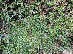 Epilobium nerteroides