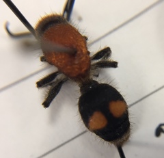 Dasymutilla quadriguttata