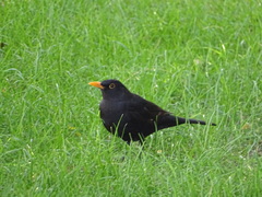 Turdus merula