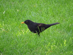 Turdus merula