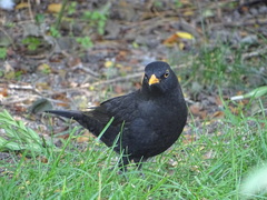 Turdus merula