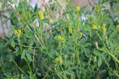Melilotus indicus