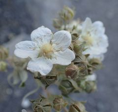Potentilla alchimilloides