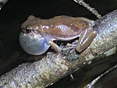 Litoria balatus
