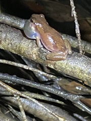 Litoria balatus