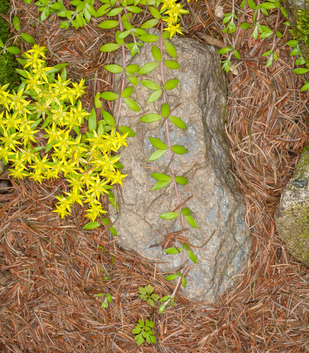 Sedum sarmentosum