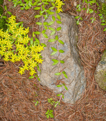 Sedum sarmentosum