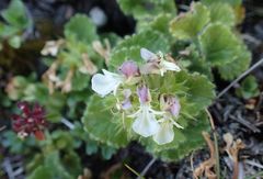 Teucrium pyrenaicum