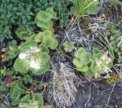 Teucrium pyrenaicum